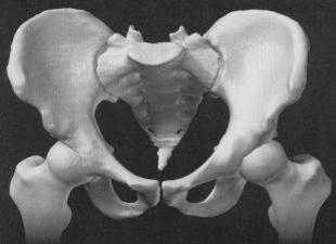 pelvis anatomy